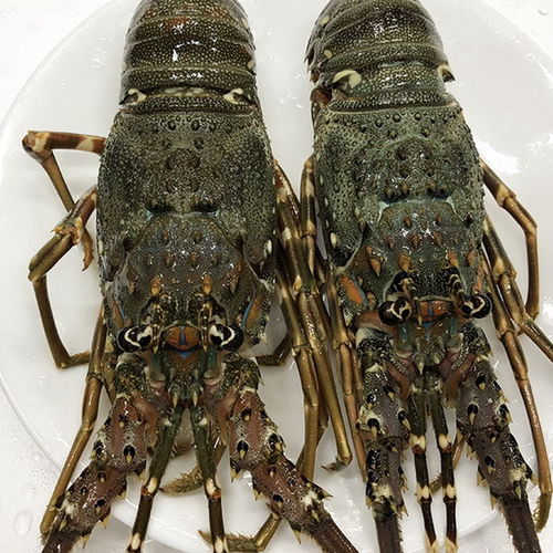 進(jìn)口小青龍蝦生凍大龍蝦鮮活海鮮水產(chǎn)冷凍野生深海刺身級(jí)小青龍蝦